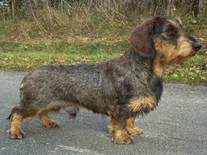 Des Bois De Bourdaloue - Excellent Glück