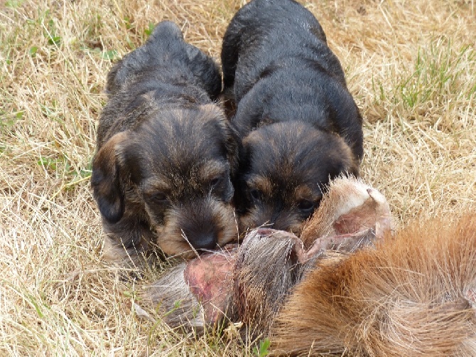 Des Bois De Bourdaloue - Premier entrainement chasse